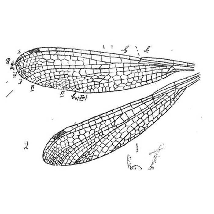 Photo de Muséum dhistoire naturelle de Marseille