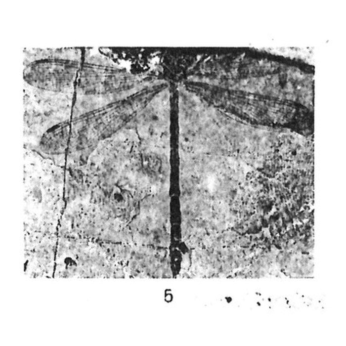 Photo de Muséum dhistoire naturelle de Marseille