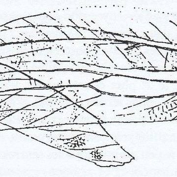 Muséum dhistoire naturelle de Marseille