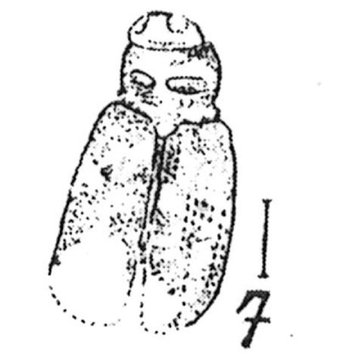 Muséum dhistoire naturelle de Marseille