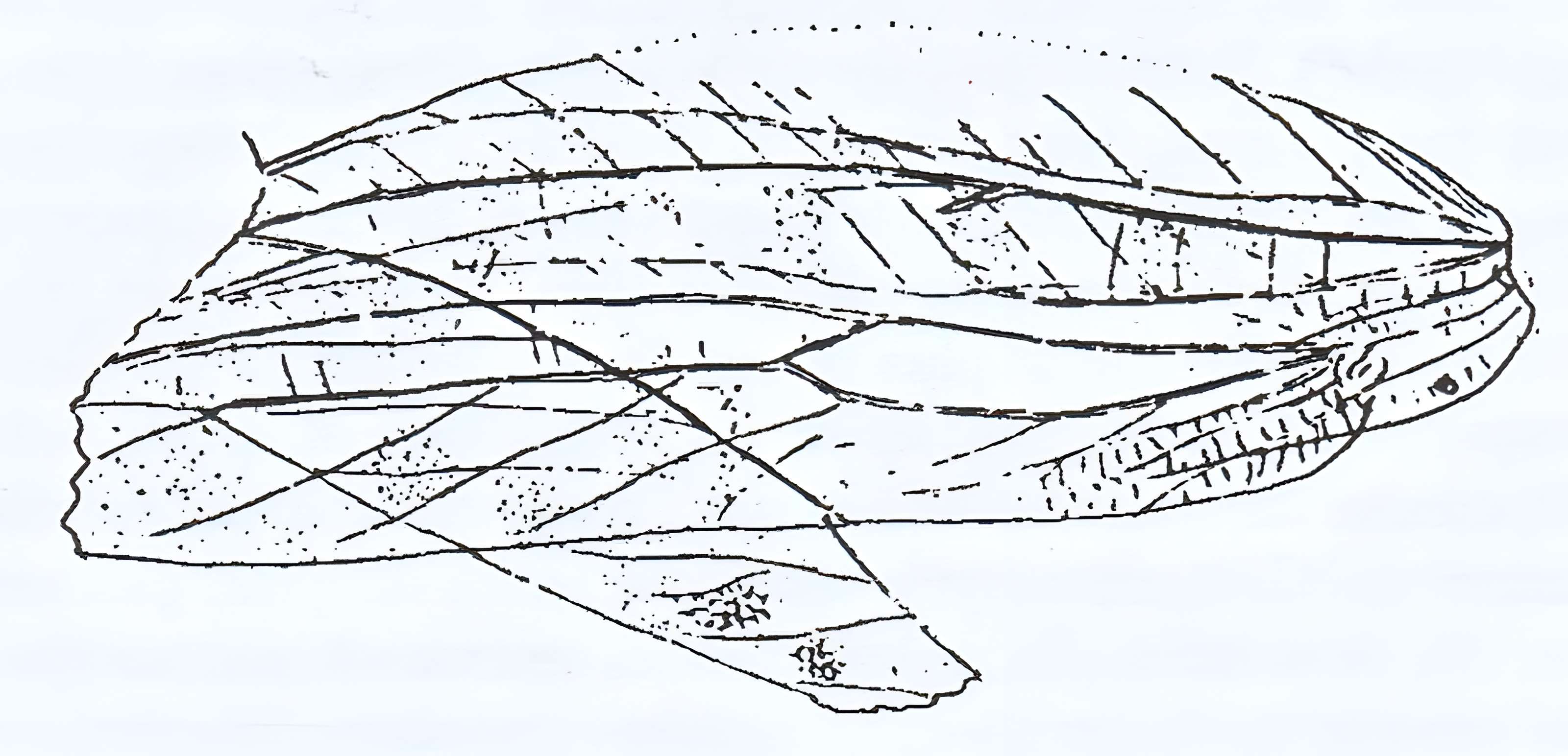 Muséum d'histoire naturelle de Marseille