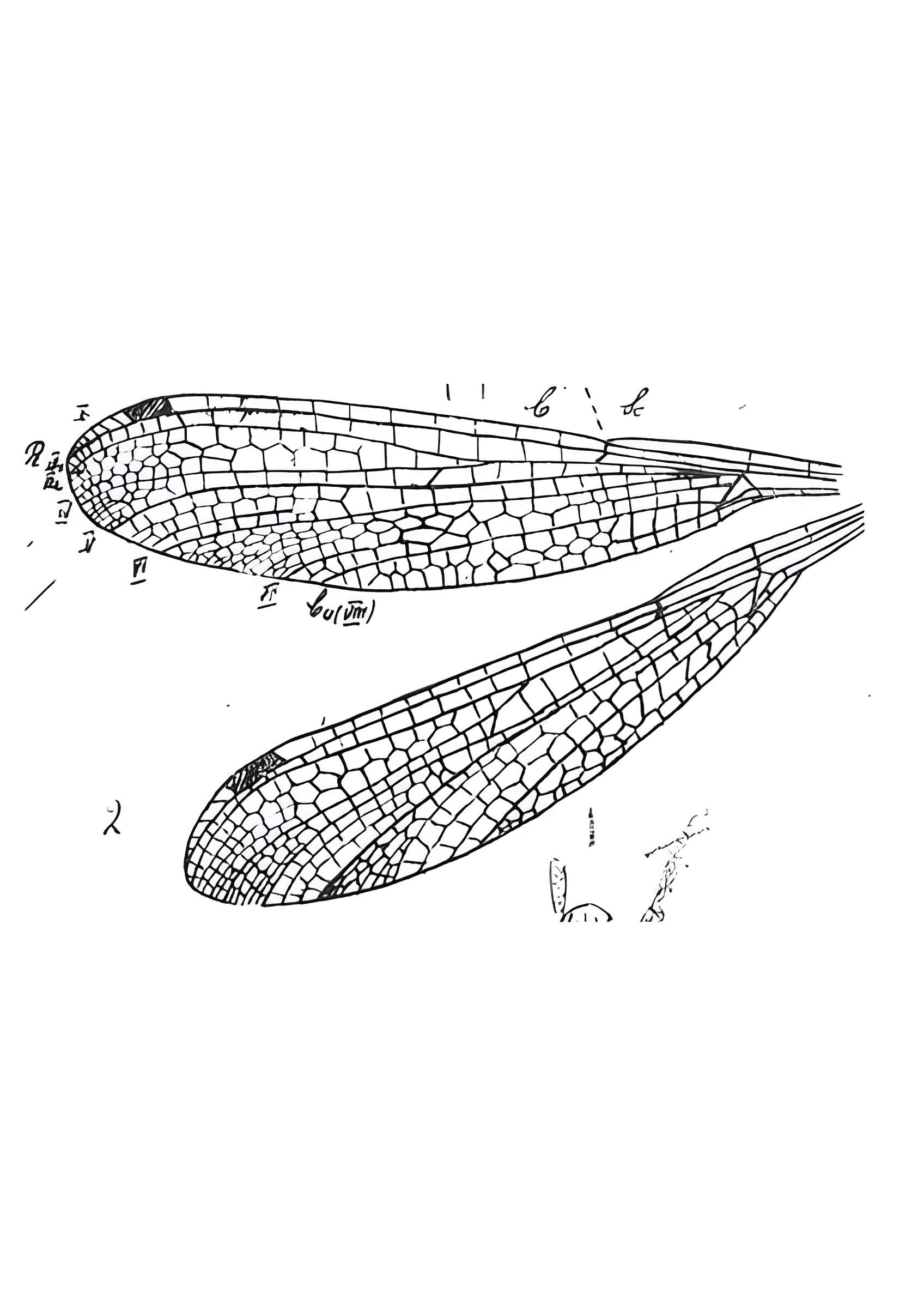 Muséum d'histoire naturelle de Marseille