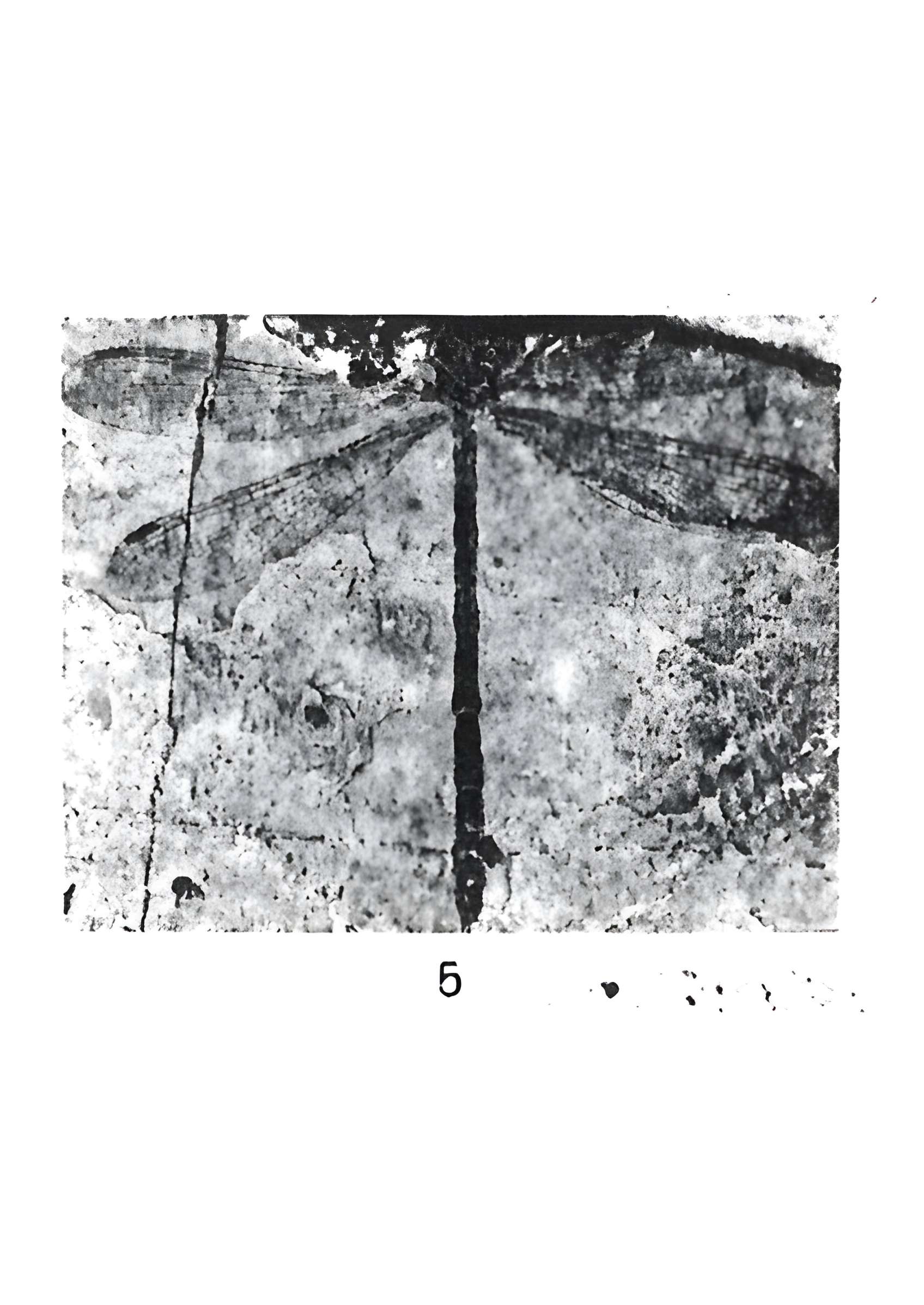 Muséum d'histoire naturelle de Marseille