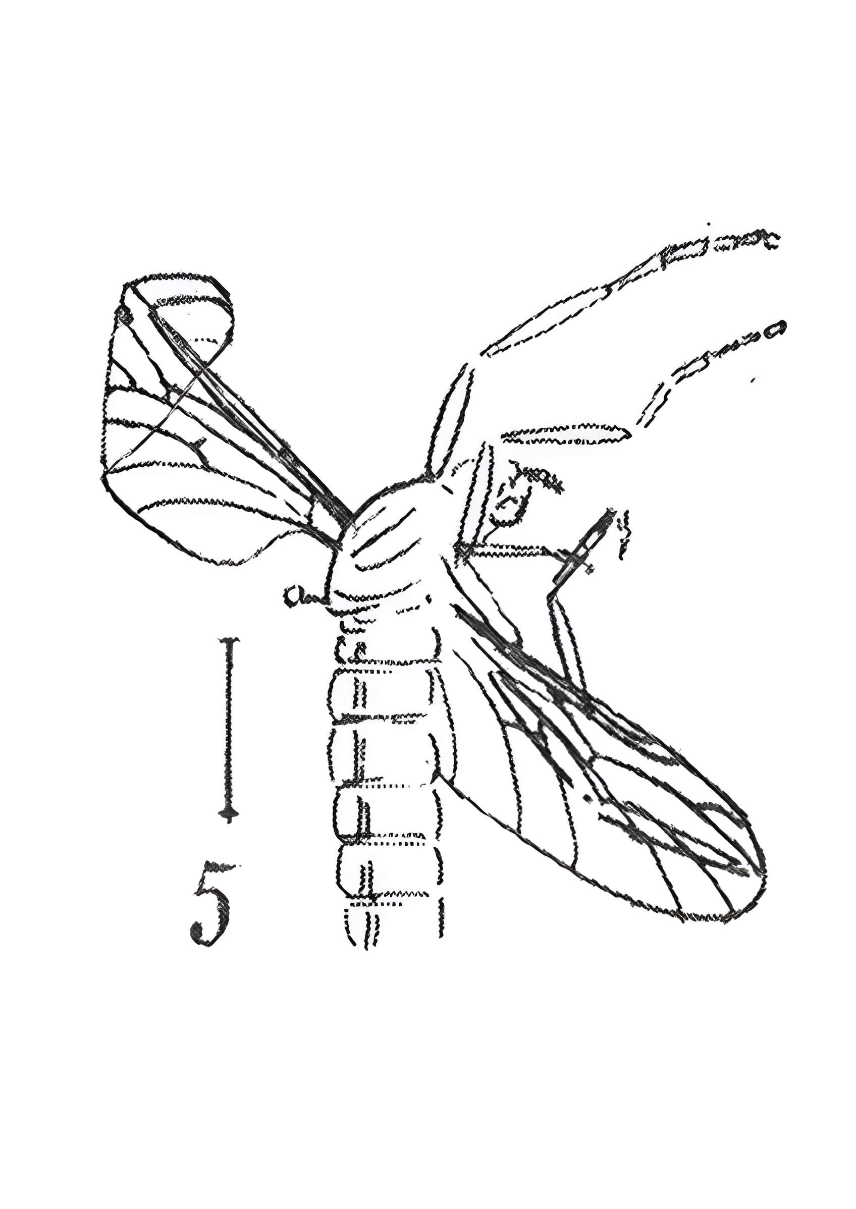 Muséum d'histoire naturelle de Marseille