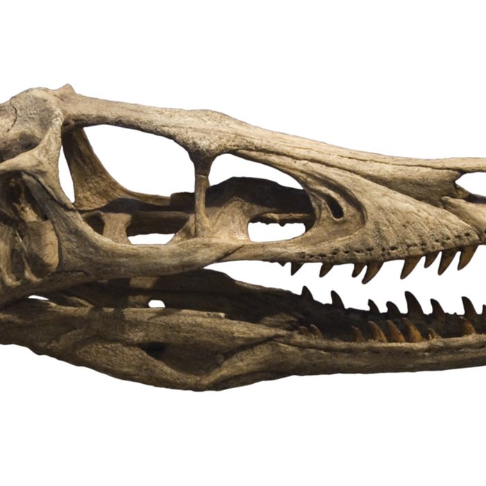 Photo de Muséum dhistoire naturelle dAix-en-Provence