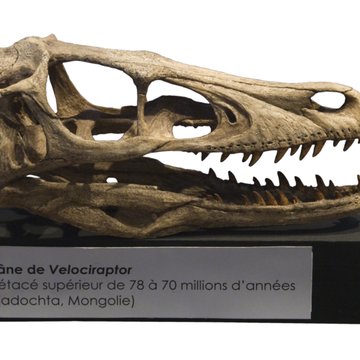 Muséum dhistoire naturelle dAix-en-Provence