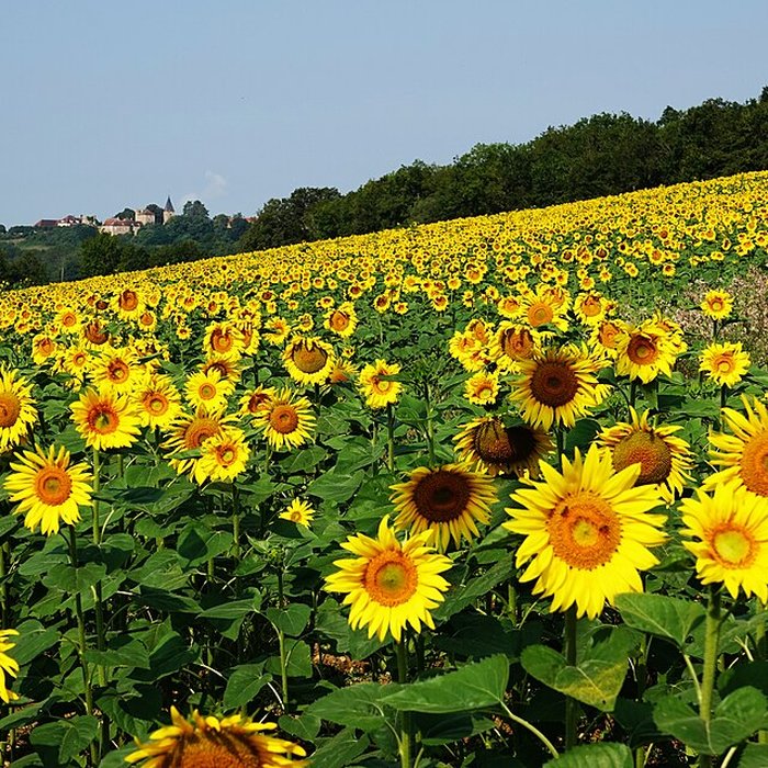 Photo de Château de Thizy