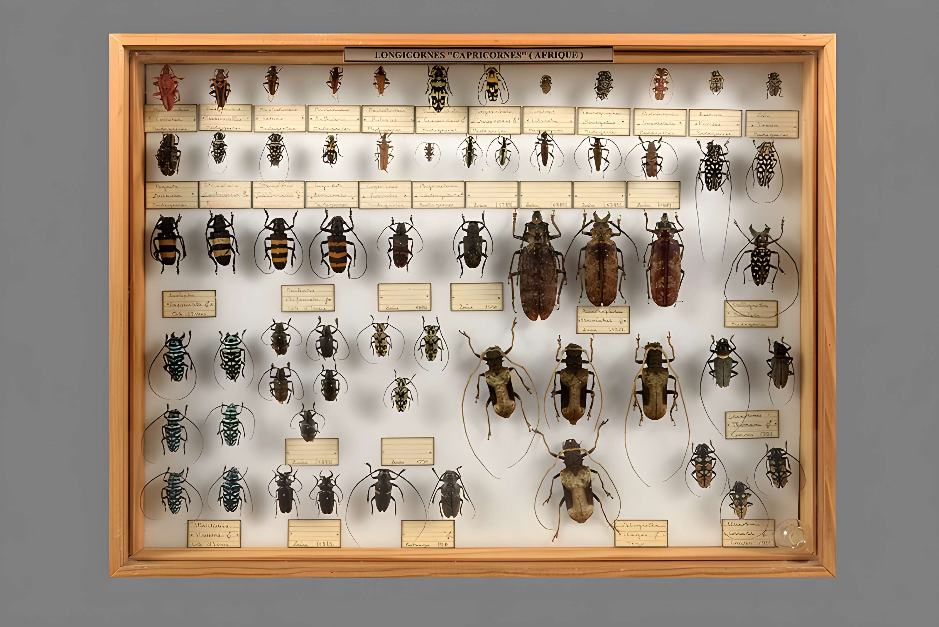 Muséum d'histoire naturelle Esprit Requien