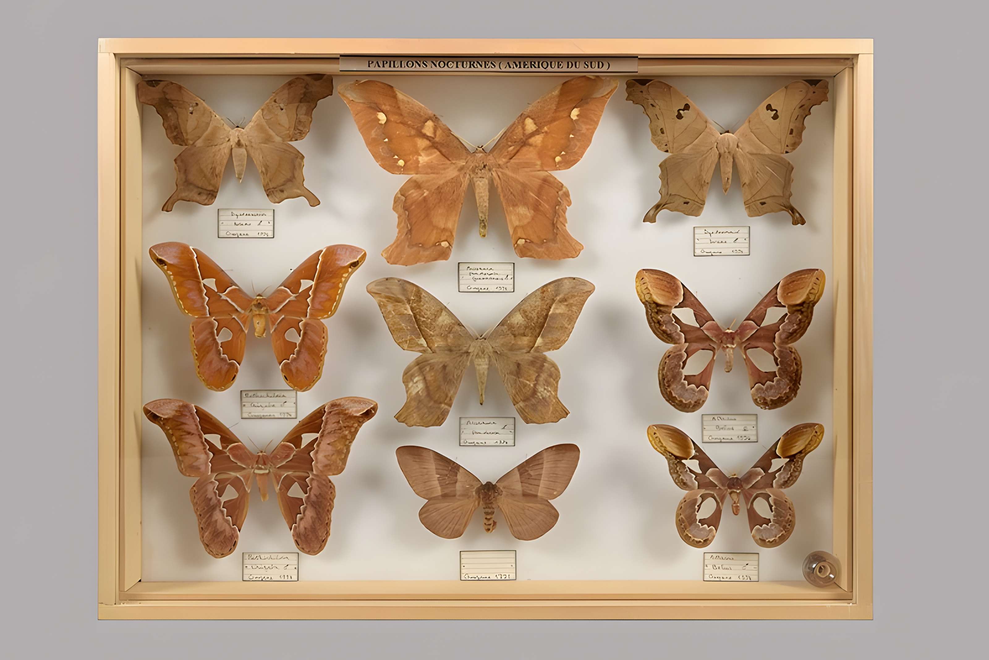 Muséum d'histoire naturelle Esprit Requien