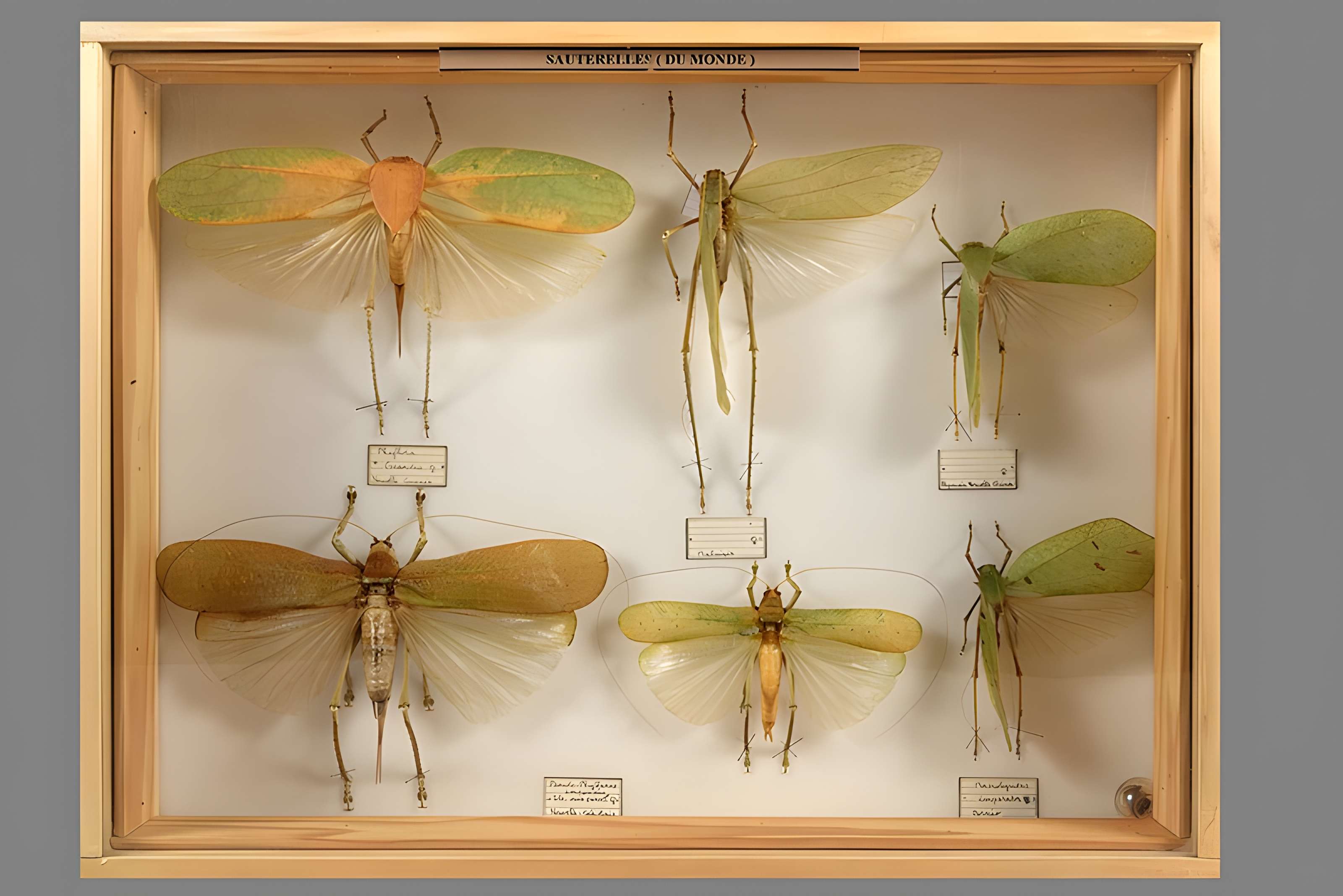 Muséum d'histoire naturelle Esprit Requien