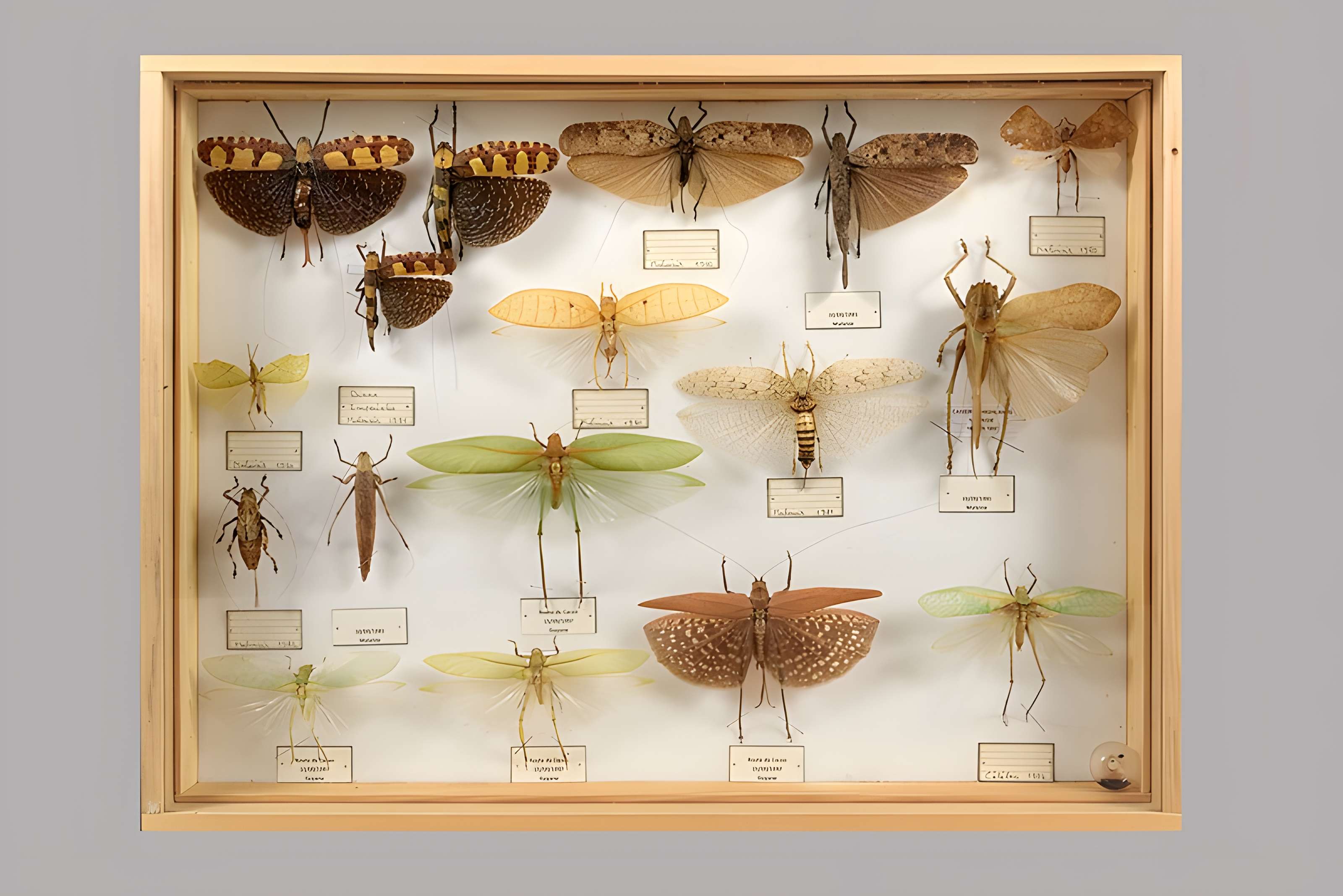 Muséum d'histoire naturelle Esprit Requien