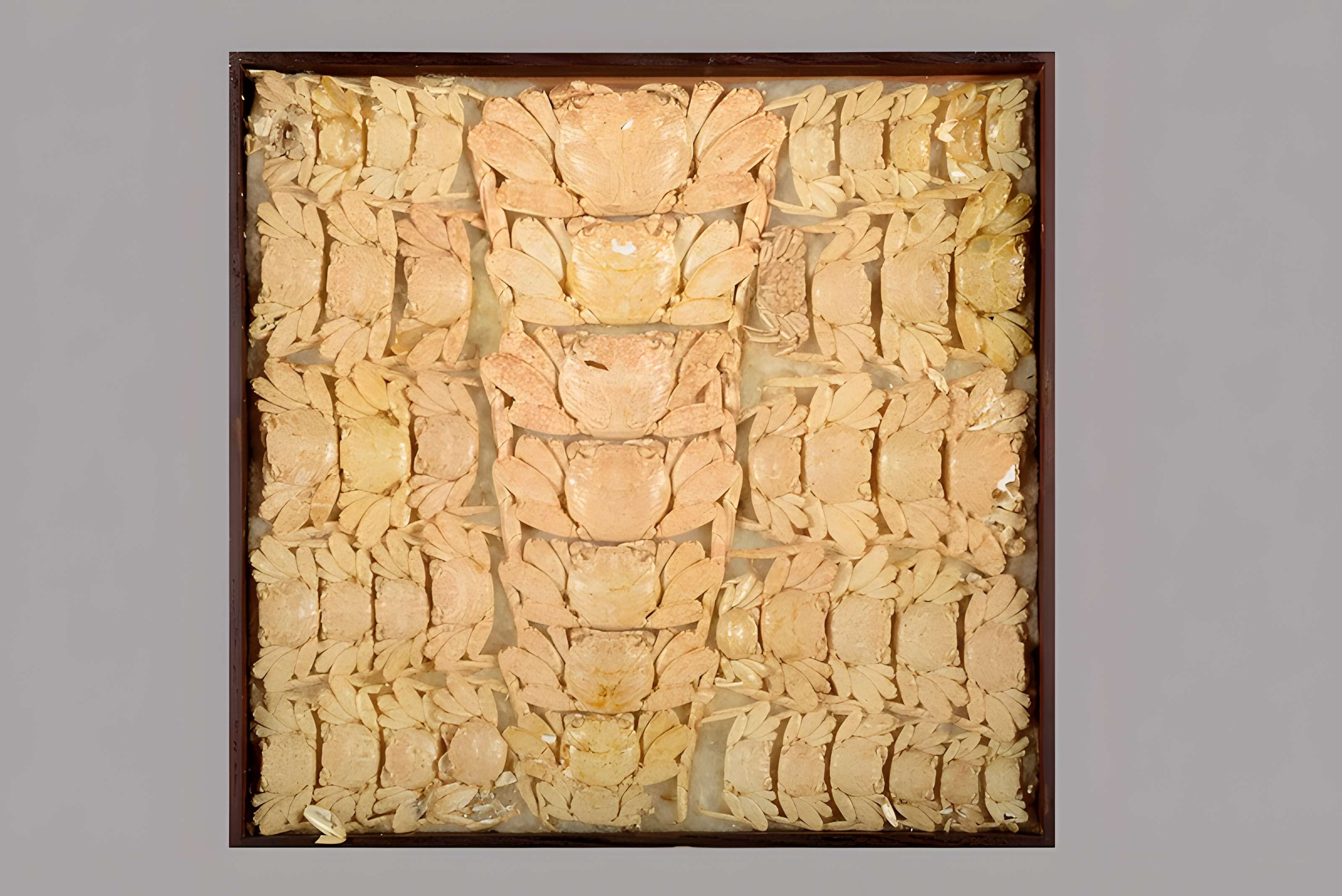 Muséum d'histoire naturelle Esprit Requien