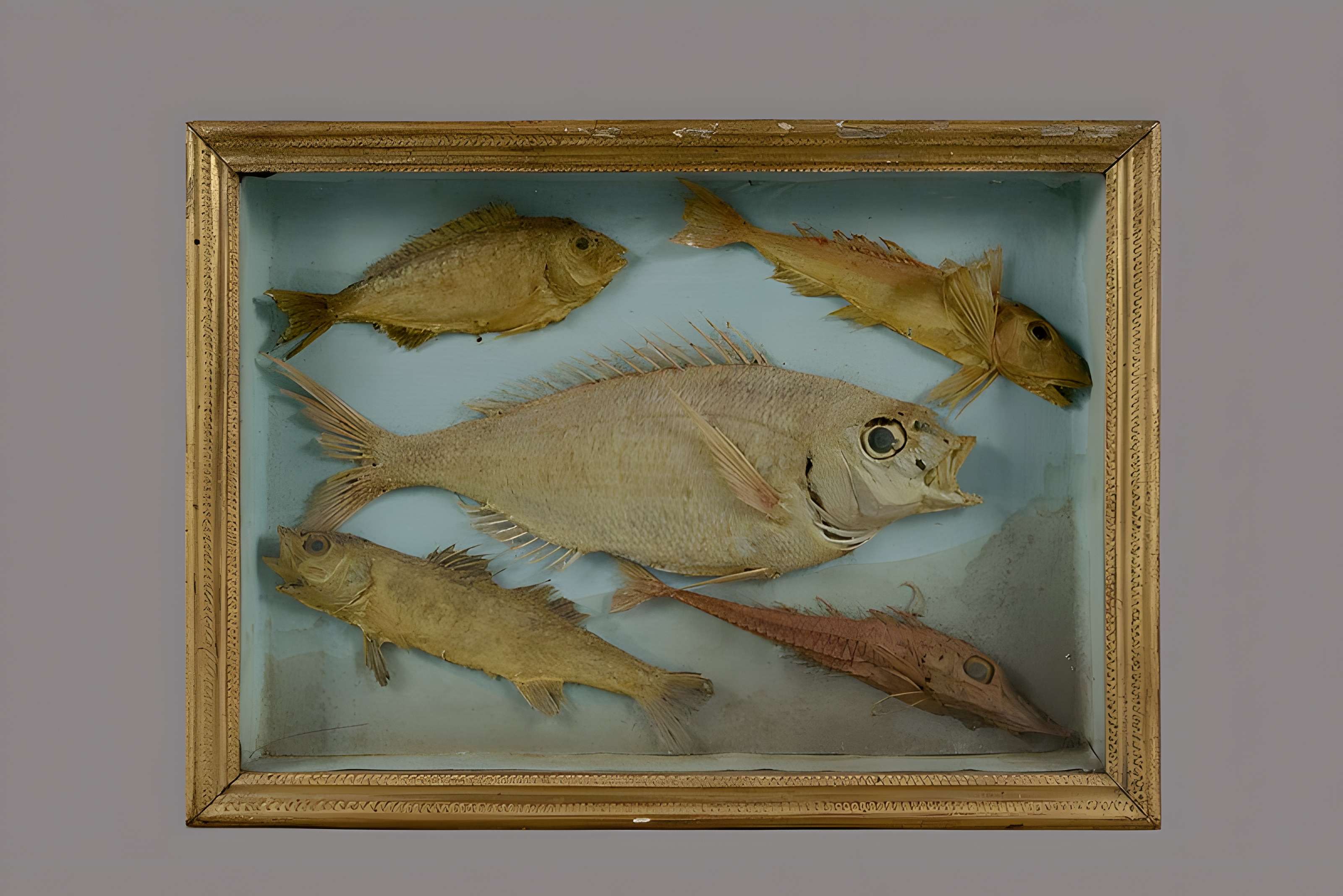 Muséum d'histoire naturelle Esprit Requien