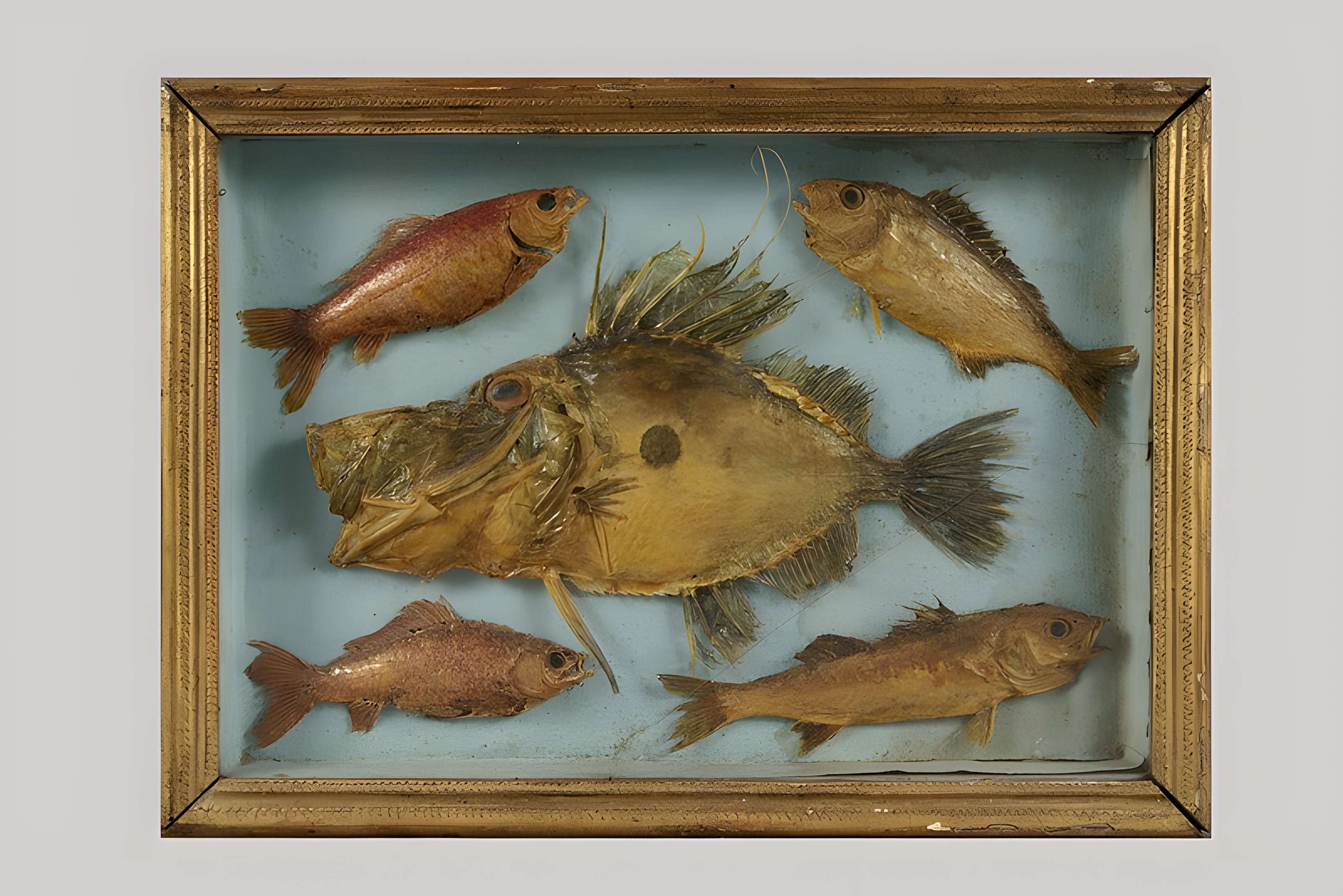 Muséum d'histoire naturelle Esprit Requien