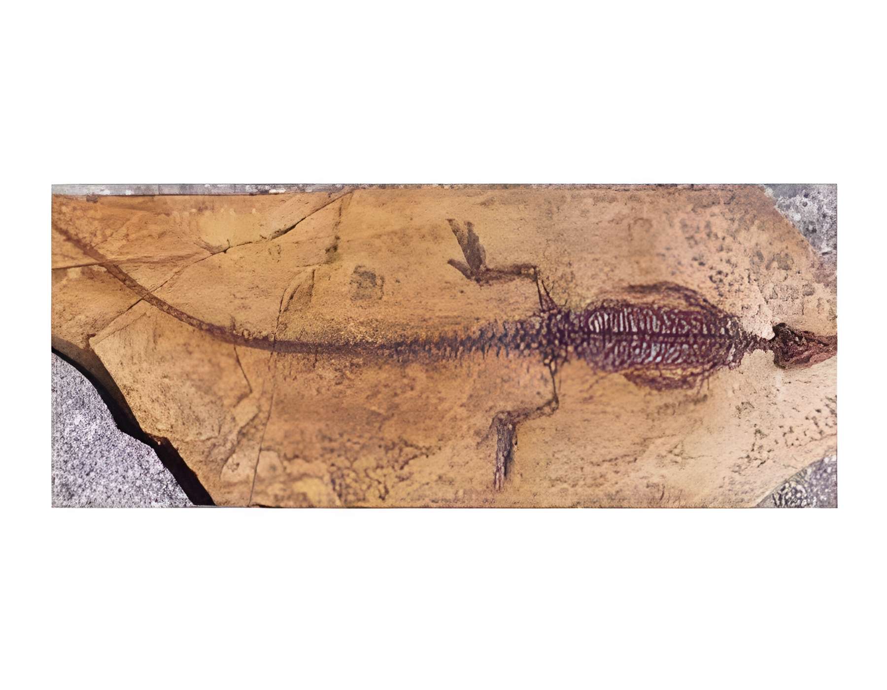 Musée paléoécologique de Cerin 