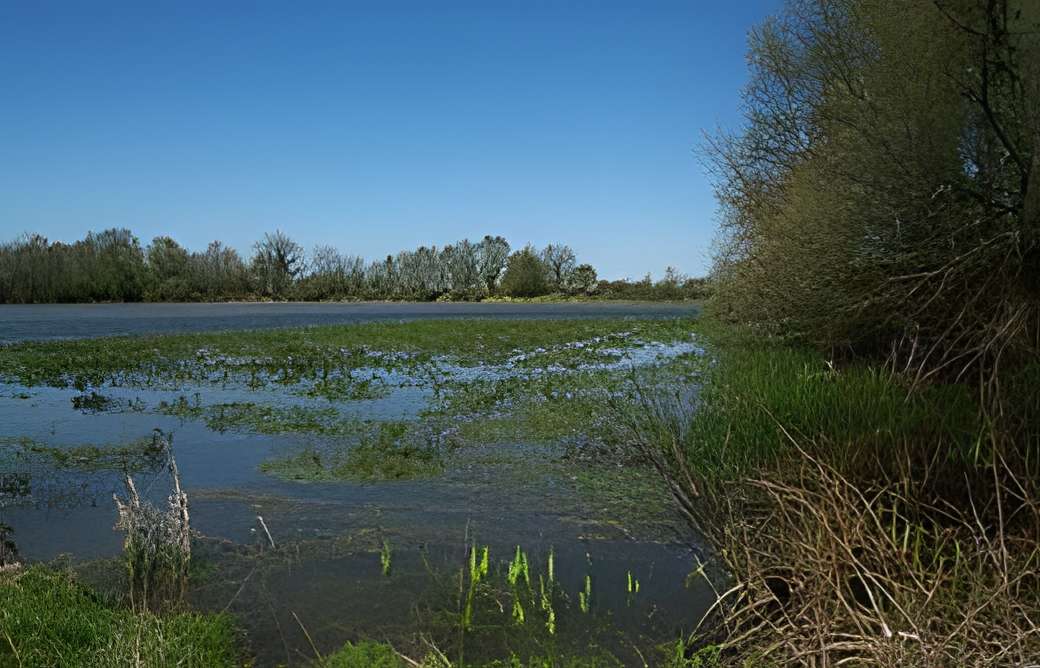 Musée de la Dombes de Villars-les-Dombes paysage d'étang