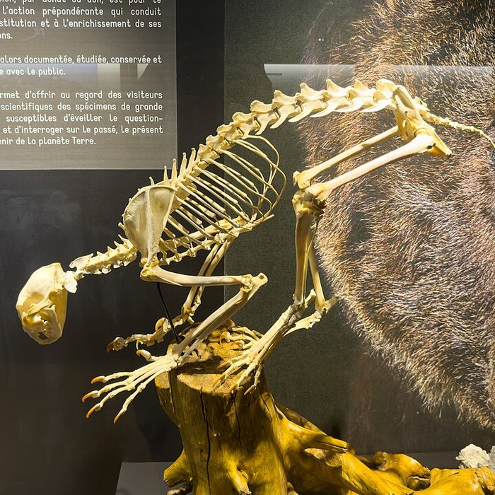 Photo de Muséum dhistoire naturelle de Grenoble