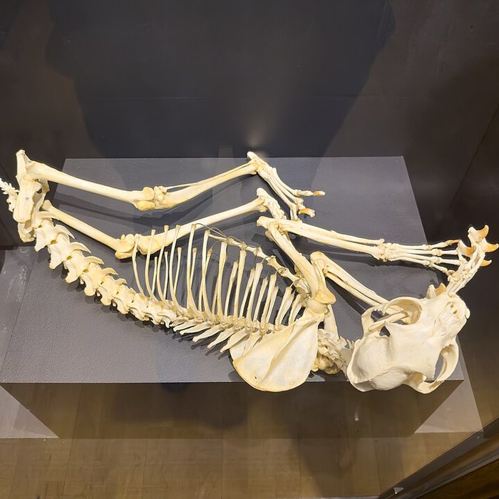 Photo de Muséum dhistoire naturelle de Grenoble