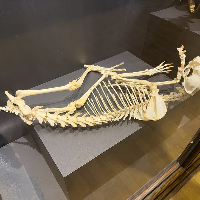 Photo de Muséum dhistoire naturelle de Grenoble