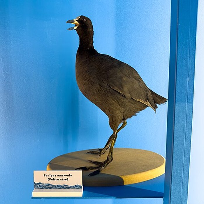 Photo de Muséum dhistoire naturelle de Grenoble