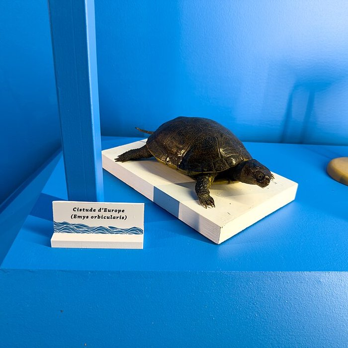 Photo de Muséum dhistoire naturelle de Grenoble