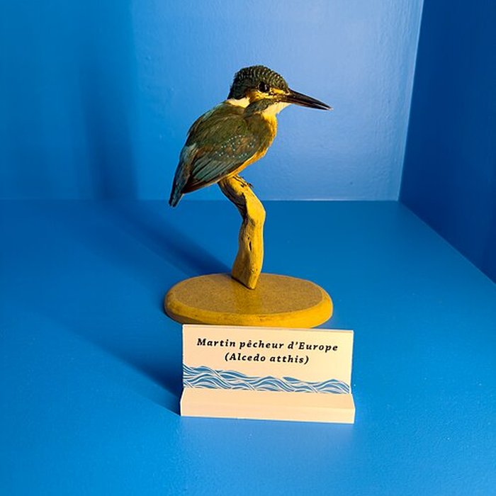 Photo de Muséum dhistoire naturelle de Grenoble