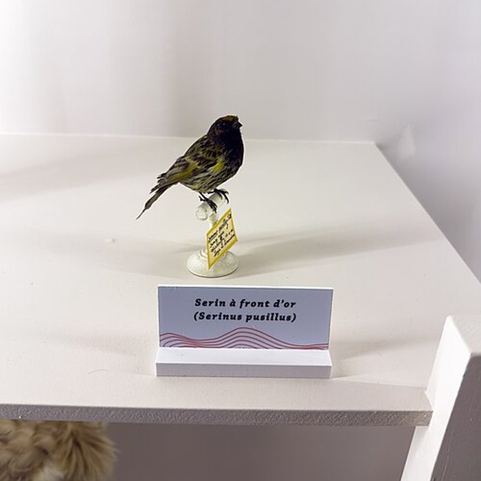 Photo de Muséum dhistoire naturelle de Grenoble