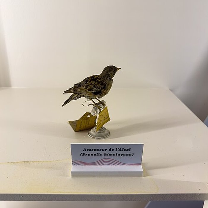 Photo de Muséum dhistoire naturelle de Grenoble