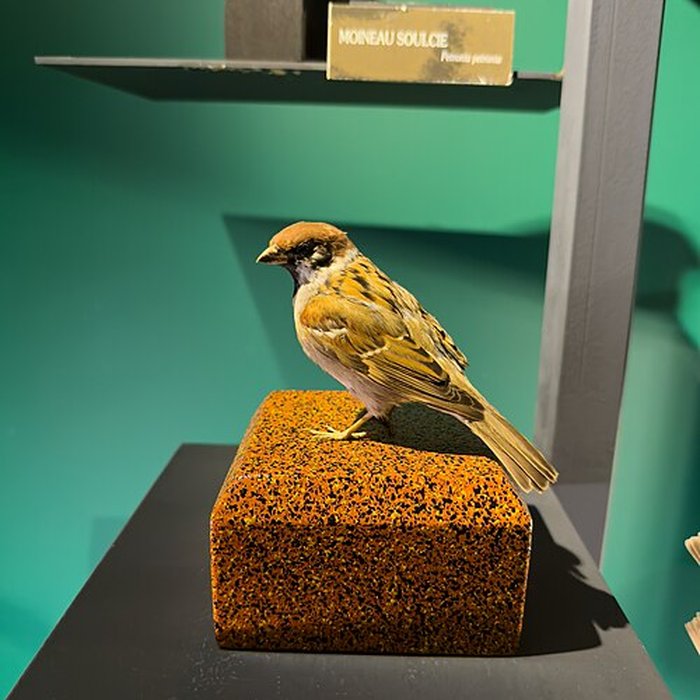 Photo de Muséum dhistoire naturelle de Grenoble