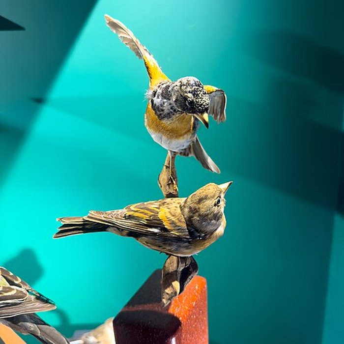 Photo de Muséum dhistoire naturelle de Grenoble