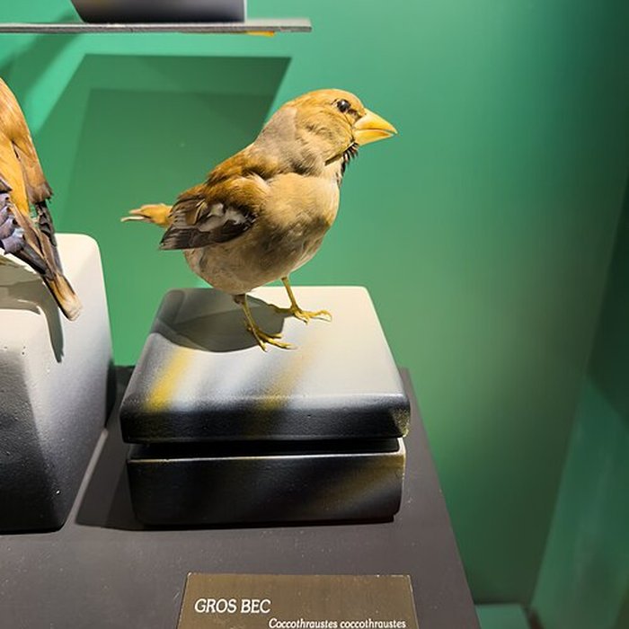 Photo de Muséum dhistoire naturelle de Grenoble