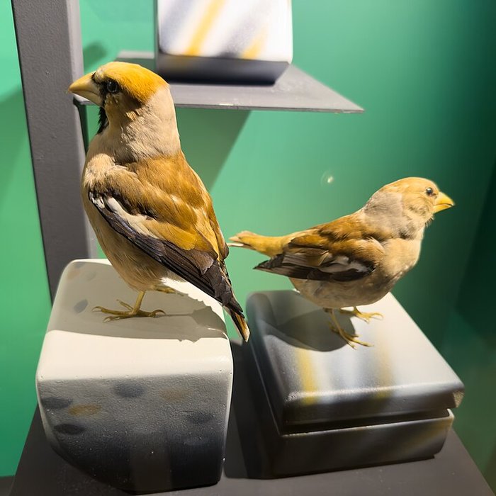 Photo de Muséum dhistoire naturelle de Grenoble