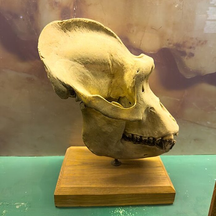 Photo de Muséum dhistoire naturelle de Grenoble