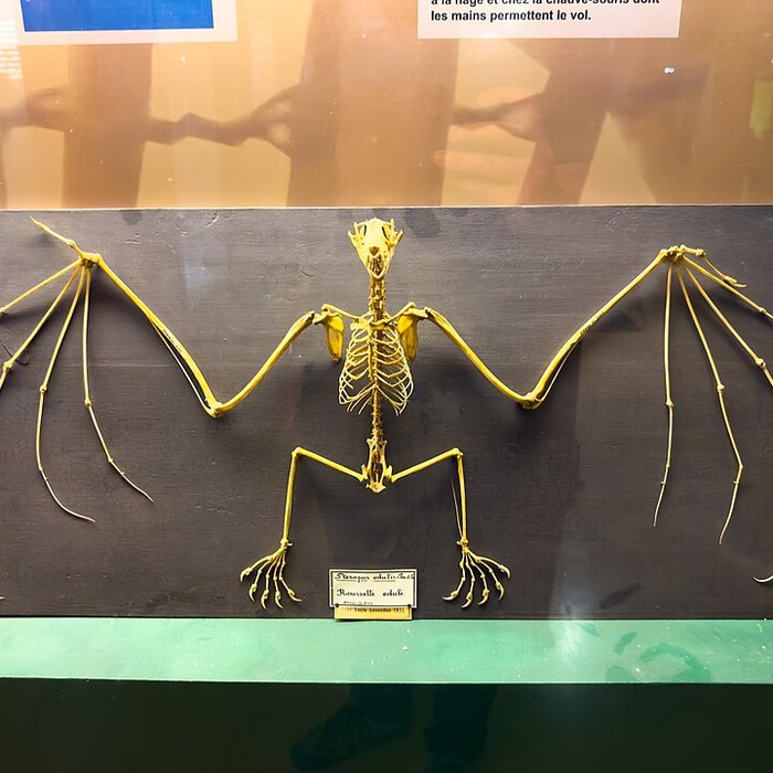 Photo de Muséum dhistoire naturelle de Grenoble