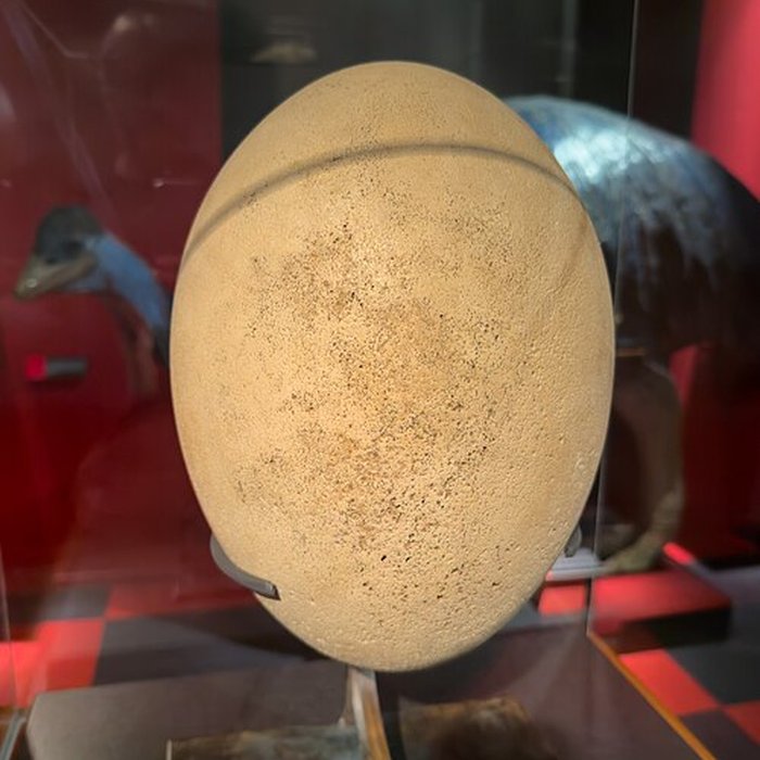 Photo de Muséum dhistoire naturelle de Grenoble