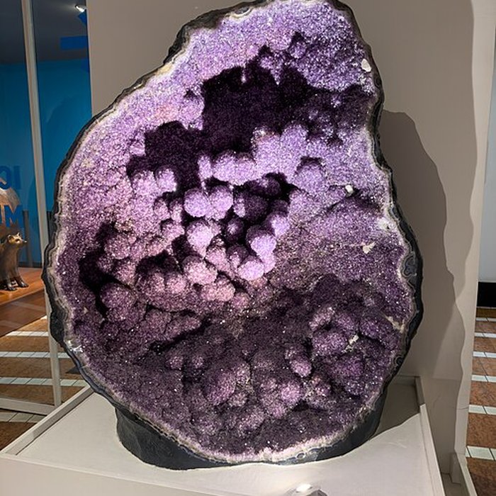 Photo de Muséum dhistoire naturelle de Grenoble