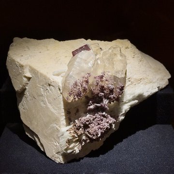 Muséum dhistoire naturelle de Grenoble