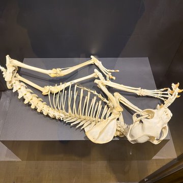 Muséum dhistoire naturelle de Grenoble