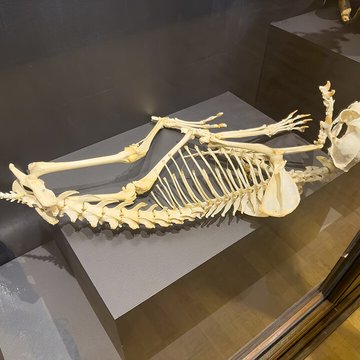 Muséum dhistoire naturelle de Grenoble