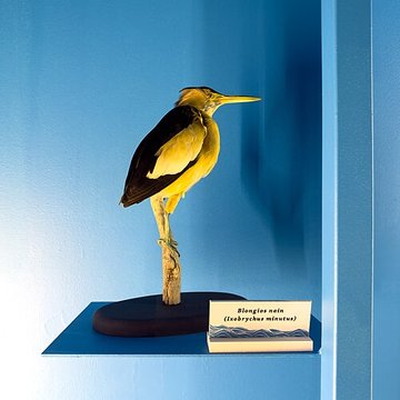 Muséum dhistoire naturelle de Grenoble