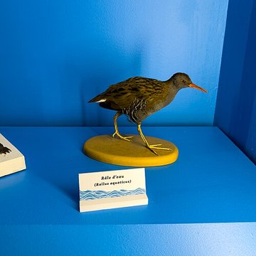 Muséum dhistoire naturelle de Grenoble