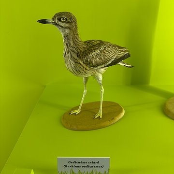 Muséum dhistoire naturelle de Grenoble