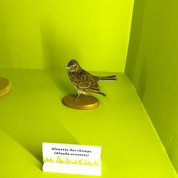 Muséum dhistoire naturelle de Grenoble