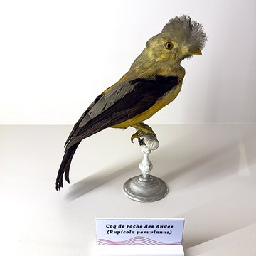 Muséum dhistoire naturelle de Grenoble