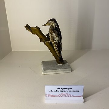 Muséum dhistoire naturelle de Grenoble