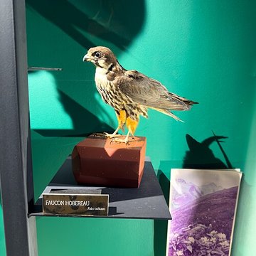 Muséum dhistoire naturelle de Grenoble