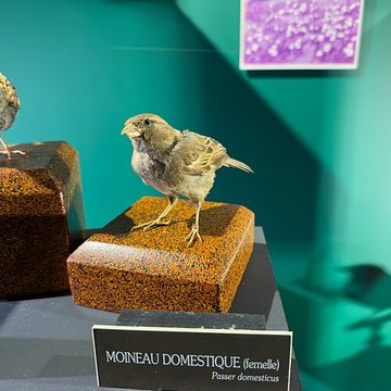 Muséum dhistoire naturelle de Grenoble