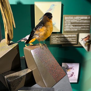 Muséum dhistoire naturelle de Grenoble