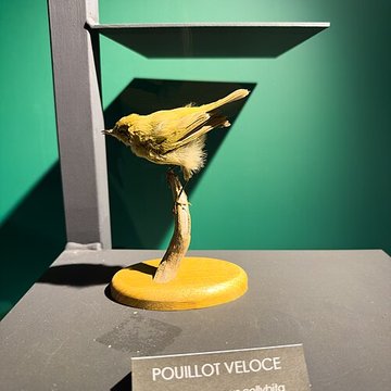 Muséum dhistoire naturelle de Grenoble