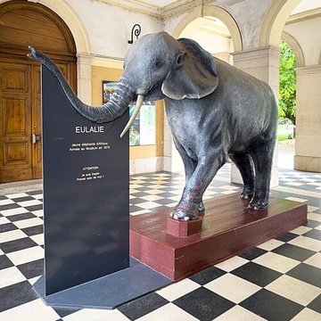 Muséum dhistoire naturelle de Grenoble
